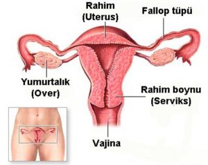 kadin_genital_sistem_anatomisi